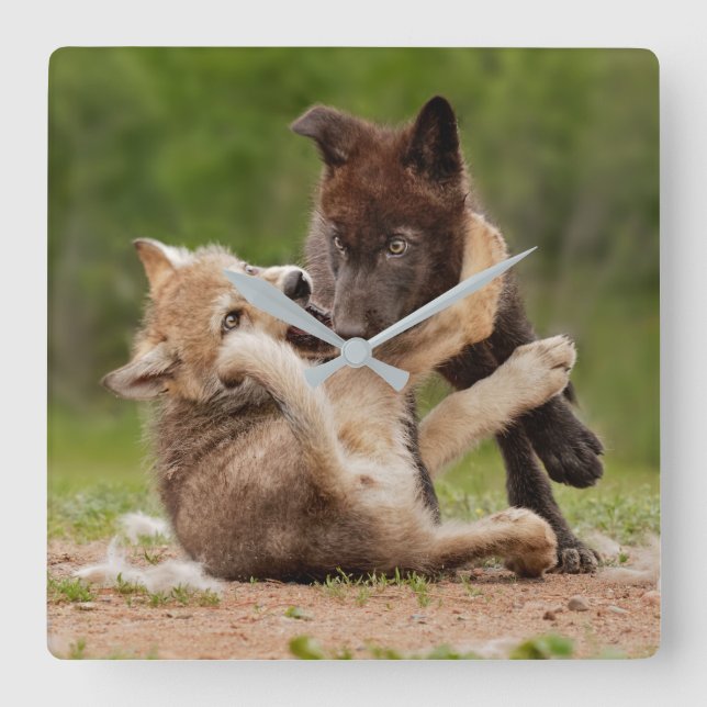 Gray Wolf Pups Wrestling Square Wall Clock (Front)