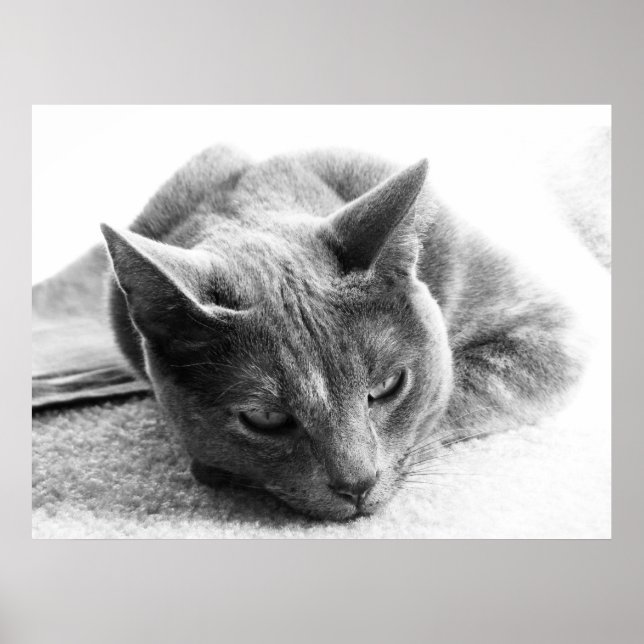 Grayscale Cat Poster (Front)