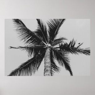 GRAYSCALE LOW ANGLE PHOTOGRAPHY OF COCONUT PALM TR POSTER