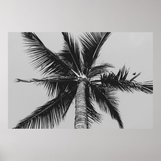 GRAYSCALE LOW ANGLE PHOTOGRAPHY OF COCONUT PALM TR POSTER (Front)