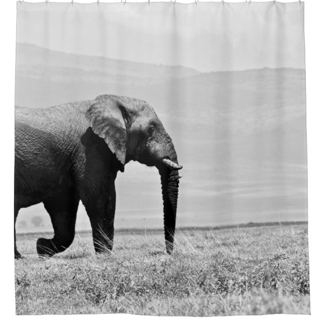 GRAYSCALE PHOTOGRAPHY OF ELEPHANT (Front)