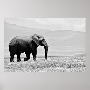 GRAYSCALE PHOTOGRAPHY OF ELEPHANT POSTER