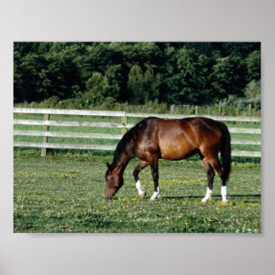 Grazing Bay with White Socks Poster