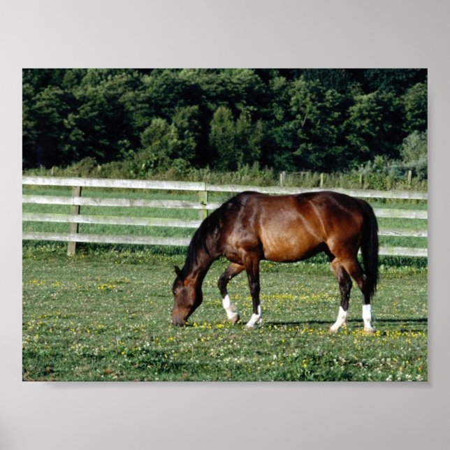 Grazing Bay with White Socks Poster (Front)
