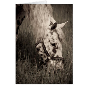 Grazing Beauty