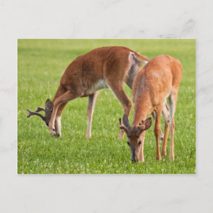 Grazing Bucks Postcard