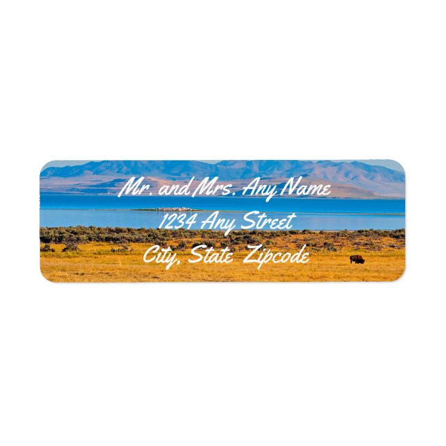 Grazing Buffalo, Great Salt Lake, Utah  (Front)