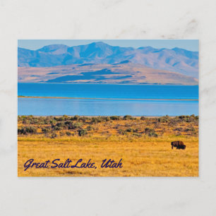 Grazing Buffalo, Great Salt Lake, Utah Postcard