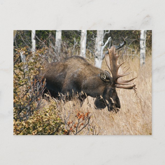 Grazing Bull Moose Postcard (Front)