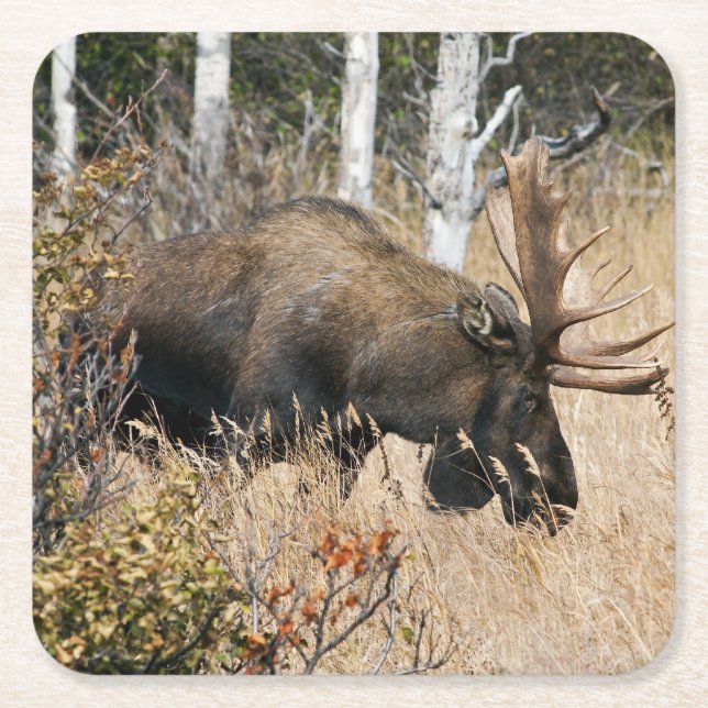 Grazing Bull Moose Square Paper Coaster (Front)
