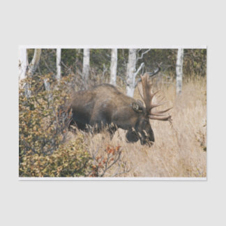 Grazing Bull Moose Tissue Paper