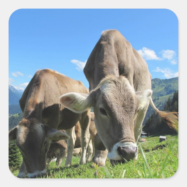 Grazing Cow  Stickers (Front)