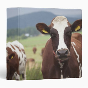 Grazing cows binder