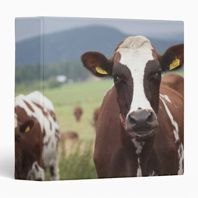 Grazing cows binder (Front/Spine)