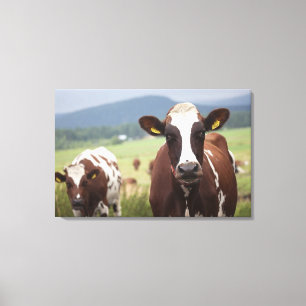 Grazing cows canvas print