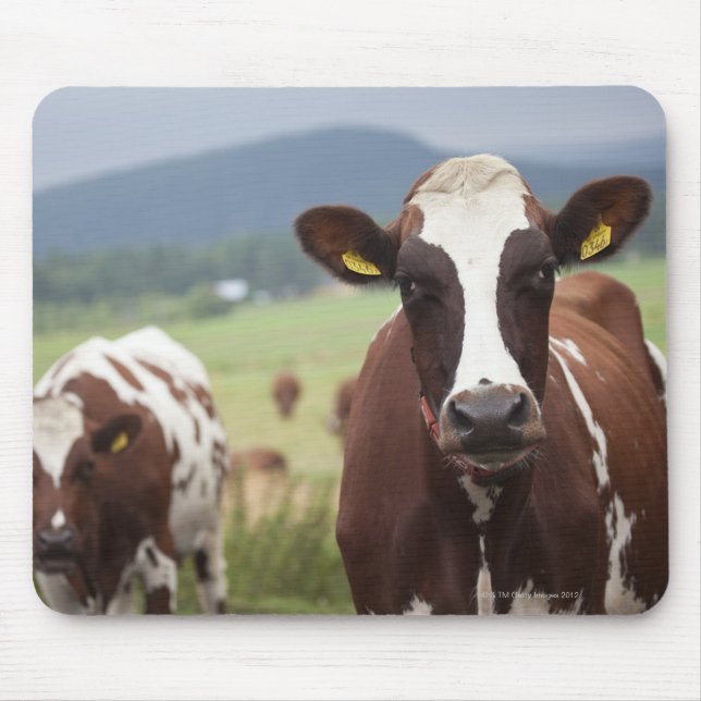 Grazing cows mouse pad (Front)