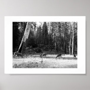 Grazing Deer Black and White Poster