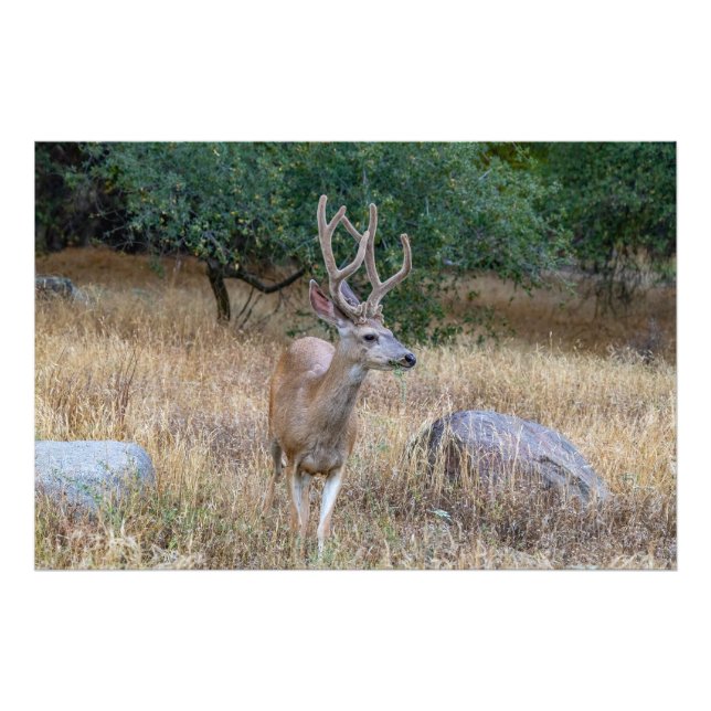 Grazing Deer with Antlers Photo (Devant)