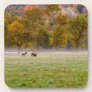 Grazing Elk Couple Coasters set of 6