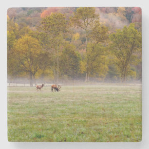 Grazing Elk Couple Stone Coaster