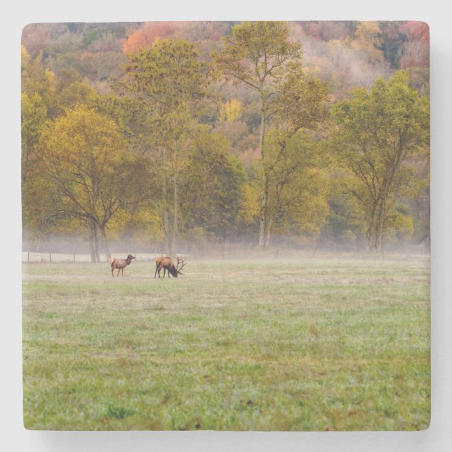 Grazing Elk Couple Stone Coaster (Front)