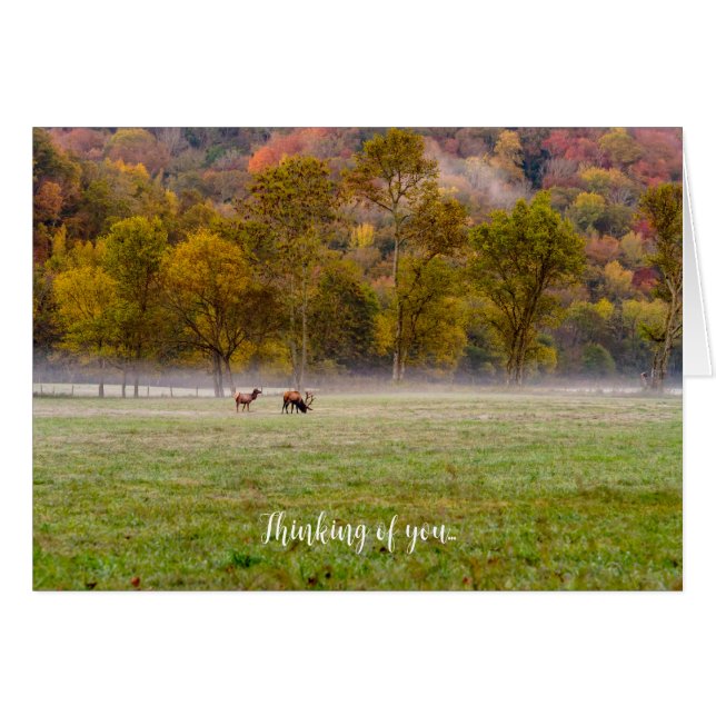 Grazing Elk Couple Thinking Of You Card (Front Horizontal)