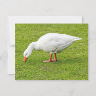 Grazing Emden Goose Card