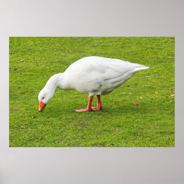 Grazing Emden Goose Poster (Front)