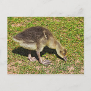 Grazing Gosling. Roath Park Lake, Cardiff, Wales. Postcard