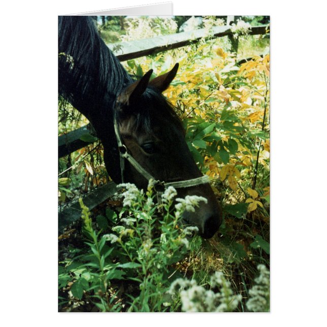 Grazing Horse (Front)