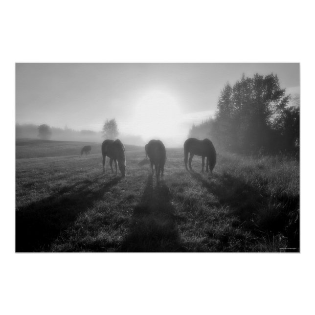 Grazing Horse Herd at Sunrise, Equine B&W Photo Poster (Front)