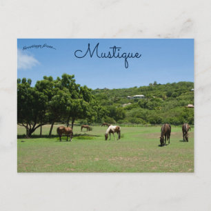 Grazing Horses in Mustique Postcard