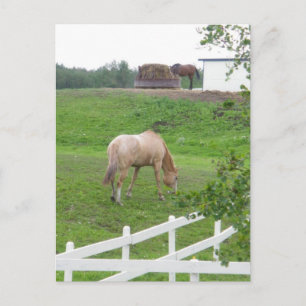 Grazing Horses Postcard