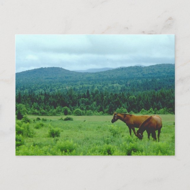 Grazing Horses with Mountain Backdrop Postcard (Front)