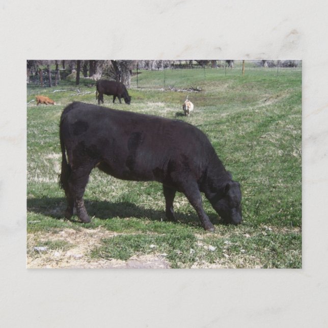 Grazing in May Postcard (Front)