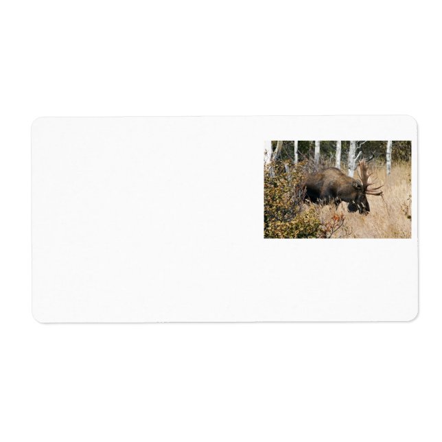 Grazing Moose (Front)