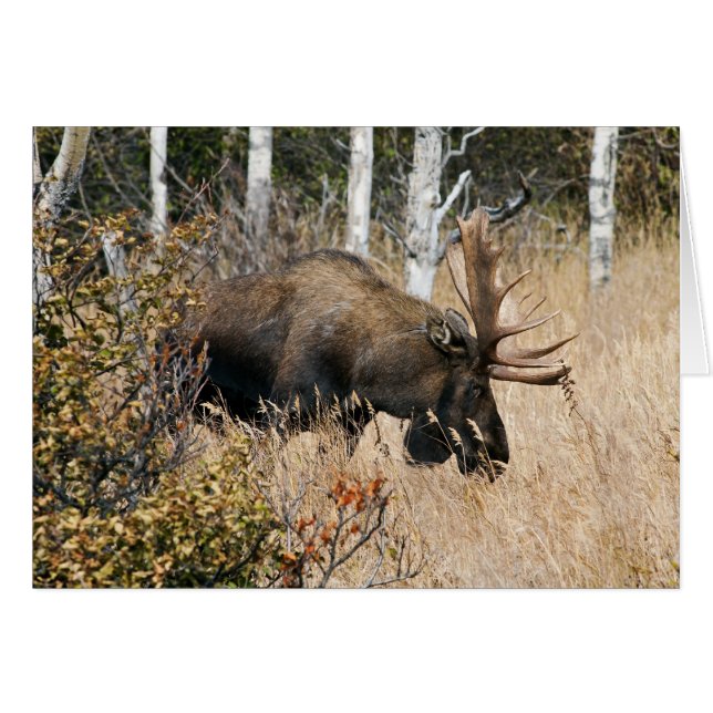 Grazing Moose (Front Horizontal)