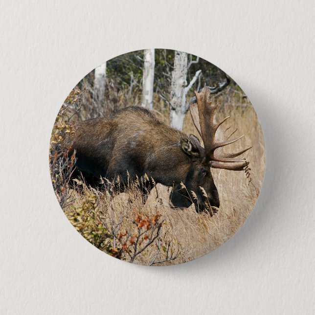 Grazing Moose 2 Inch Round Button (Front)