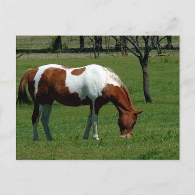 Grazing Pinto Postcard (Front)