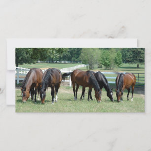 Grazing Quarter Horses