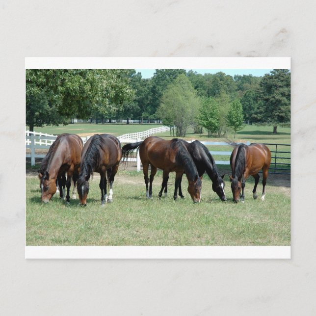 Grazing Quarter Horses Postcard (Front)