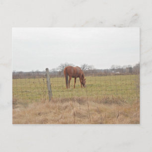 Grazing Ranch Chestnut Horses Postcard