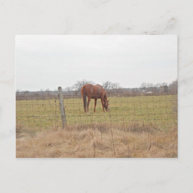Grazing Ranch Chestnut Horses Postcard (Front)