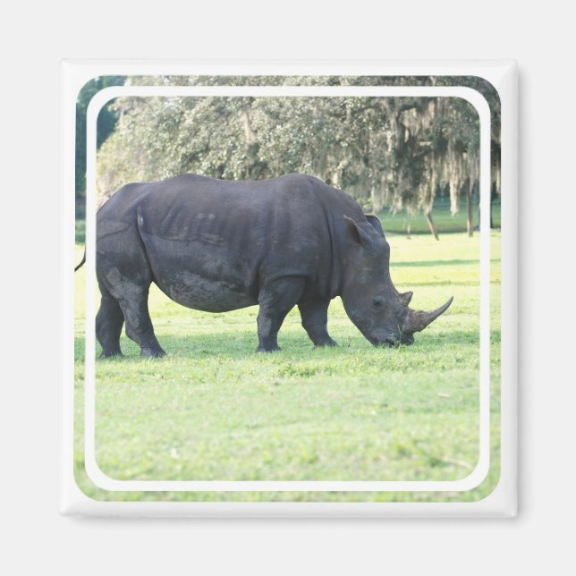Grazing Rhino Magnet (Front)
