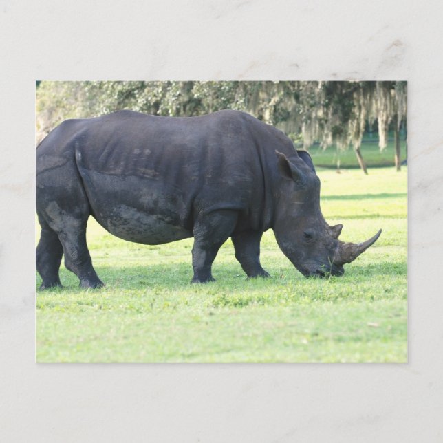 Grazing Rhino Postcard (Front)