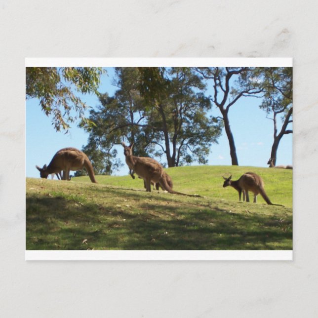 Grazing Roos Postcard (Front)
