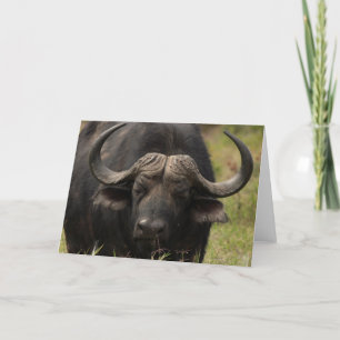 Grazing Water Buffalo Greeting Card