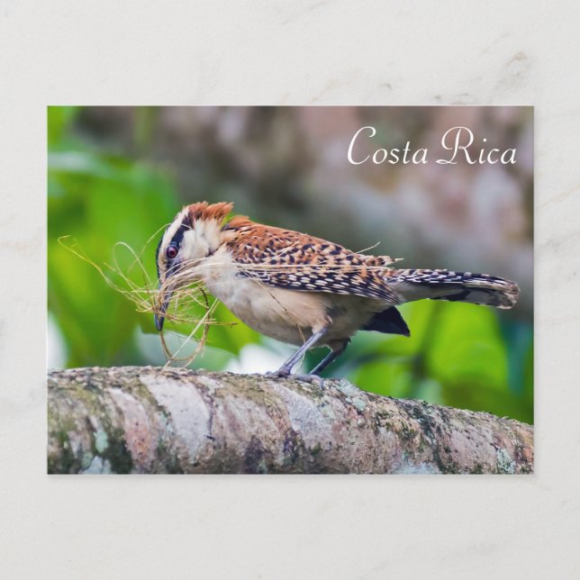 Great antshrike bird building a nest - Costa Rica Postcard (Front)