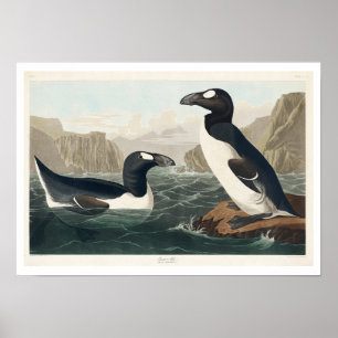 Great Auk by Audubon Poster