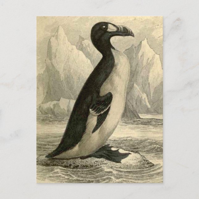Great Auk:  Vintage Jardine's  print postcard (Front)